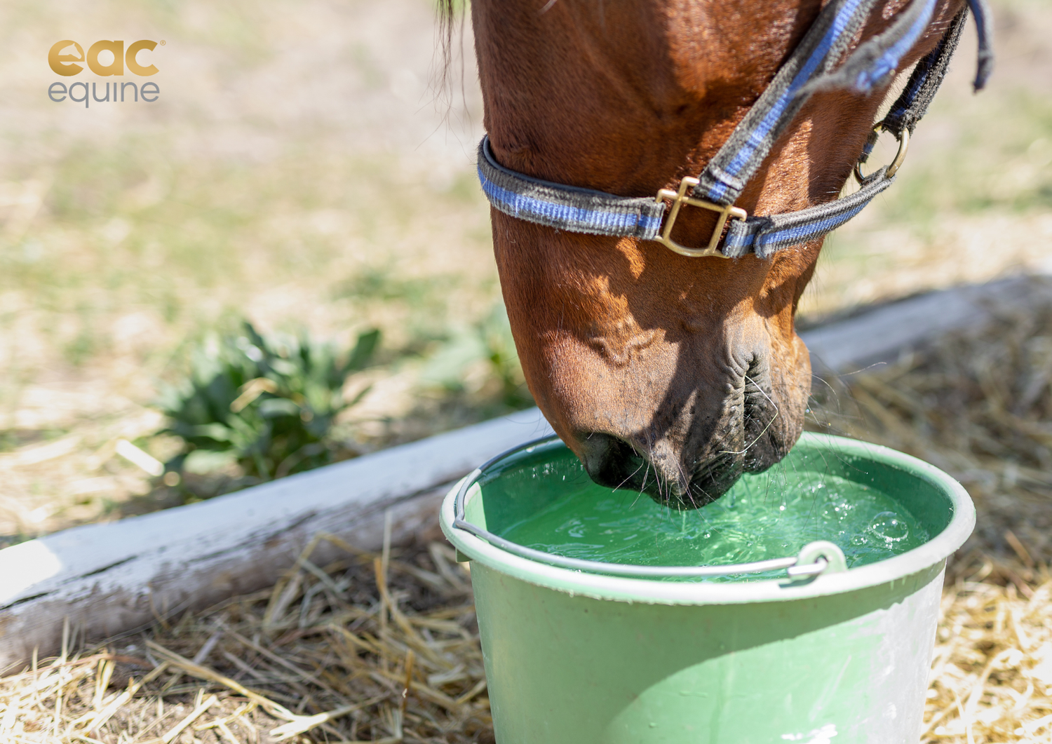 Why Electrolytes Matter in Summer