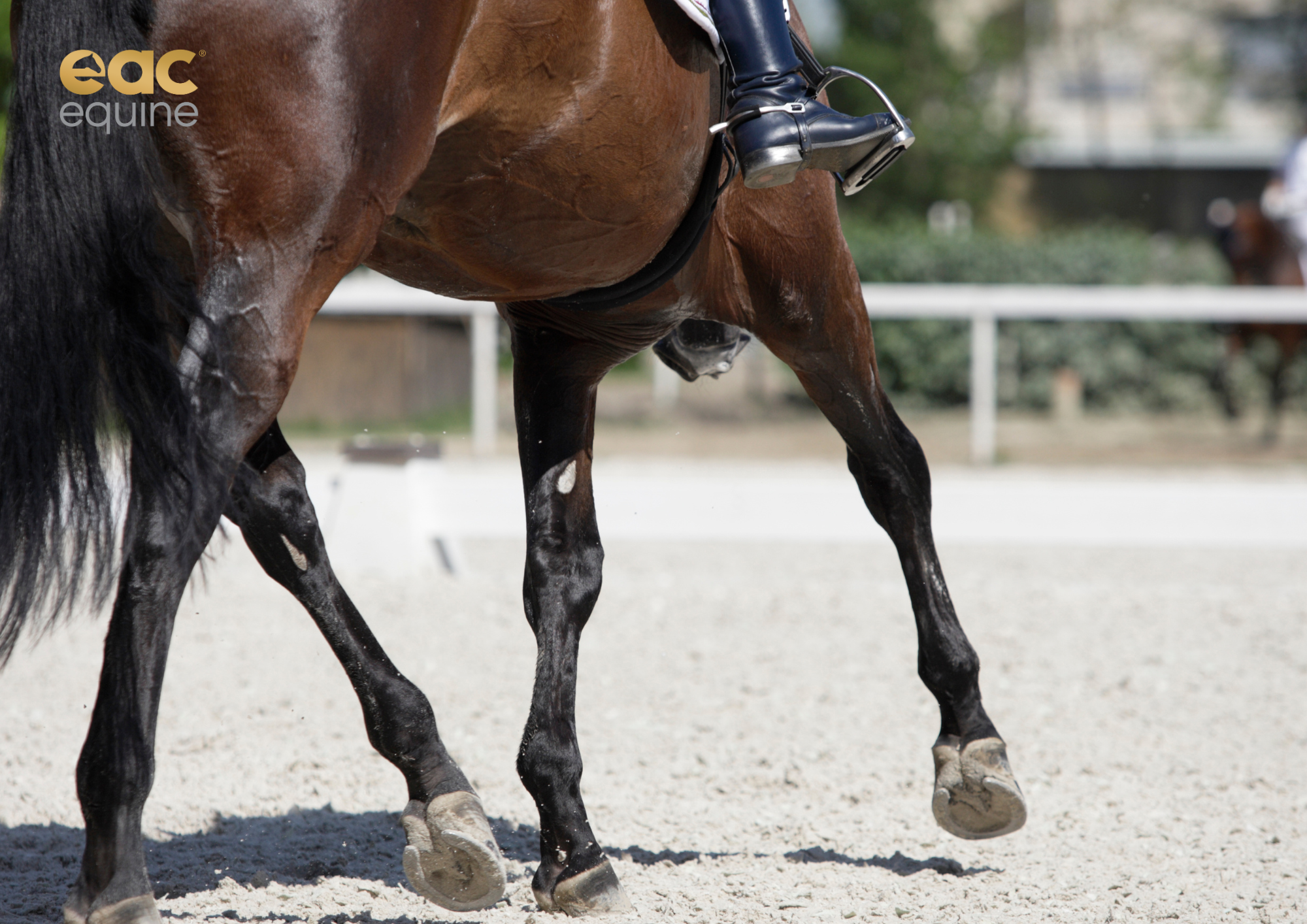 Gut Health & Performance: Why Your Horse’s Belly Matters