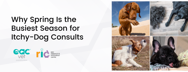 Why Spring Is the Busiest Season for Itchy-Dog Consults