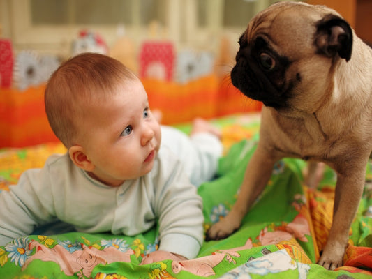 bringing your baby home to meet your dog