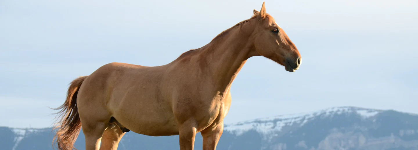 Horse Care Range