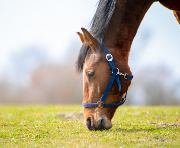 Horse Care Supplies