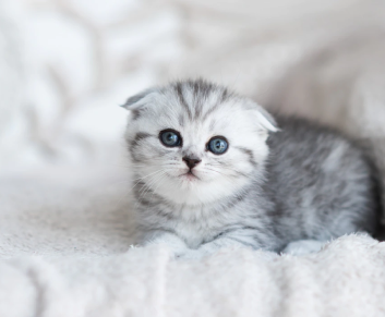 Cat Care Supplies